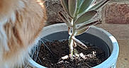 Vaillant a rejoint le concours — aidez-le/la à gagner de superbes lots ! cat, ear, feline, plant, succulent, pot, soil, brick_wall, sunlight, shadow, orange_fur, curious, indoor, decorative_pot, closeup, nature, pet, fuzz, texture, background