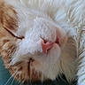 Vaillant a rejoint le concours — aidez-le/la à gagner de superbes lots ! cat, sleeping, close_up, ginger, white, pink_nose, whiskers, fur, pet, animal, relaxed, cozy, face, cute, domestic_cat, resting, soft, nap, indoors, portrait