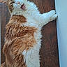 Vaillant a rejoint le concours — aidez-le/la à gagner de superbes lots ! cat, orange_cat, white_cat, fluffy, feline, pet, indoor, wood_surface, relaxed, yawning, closeup, whiskers, paw, fur, animal, cute, domestic_cat, sleepy, resting, mammal