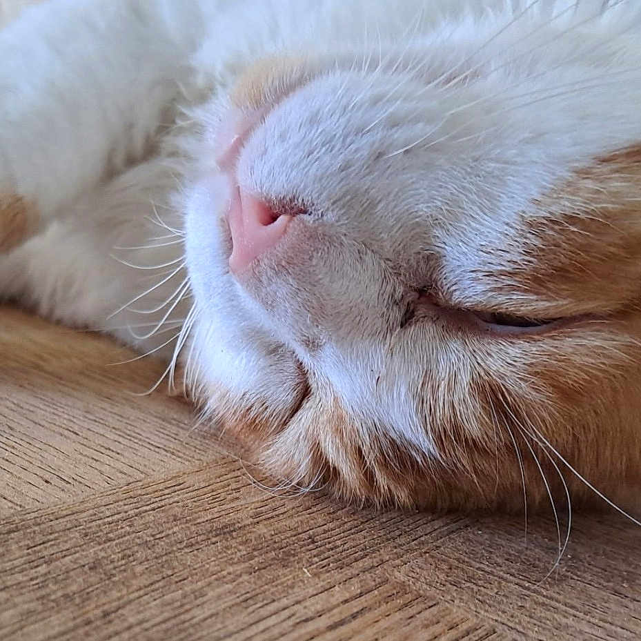Vaillant a rejoint le concours — aidez-le/la à gagner de superbes lots ! cat, sleeping, close_up, whiskers, pink_nose, orange_and_white, fur, wooden_floor, relaxation, nap, pet, animal, indoor, cute, peaceful, rest, mammal, feline, cozy, soft