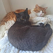 Halloween a rejoint le concours — aidez-le/la à gagner de superbes lots ! cat, black_cat, orange_cat, feline, pet, animal, snuggling, resting, cozy, blanket, indoor, cute, fur, relaxed, companion, two_animals, whiskers, sleepy, nap, home