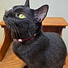cat, black_cat, yellow_eyes, whiskers, collar, pet, animal, indoor, wooden_surface, curious, feline, close_up, portrait, domestic_cat, looking_up, fur, ears, sitting, household, background