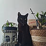 black_cat, cat, plant, potted_plant, birdcage, basket, dragon_figurine, sword, indoor, decor, green_leaves, animal, pet, yellow_eyes, feline, wall, table, ornament, collar, still_life