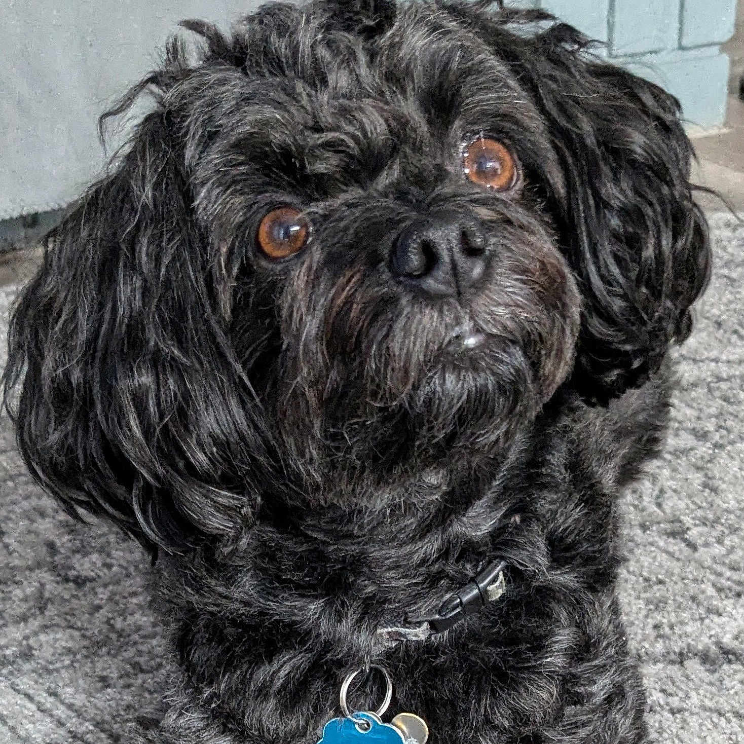 Wookiee is registered to the contest to win money with this photo: animal, black_dog, brown_eyes, carpet, closeup, collar, companion, curly_hair, cute, dog, domestic_animal, friendly, fur, furry, house, indoor, looking_up, mammal, pet, portrait