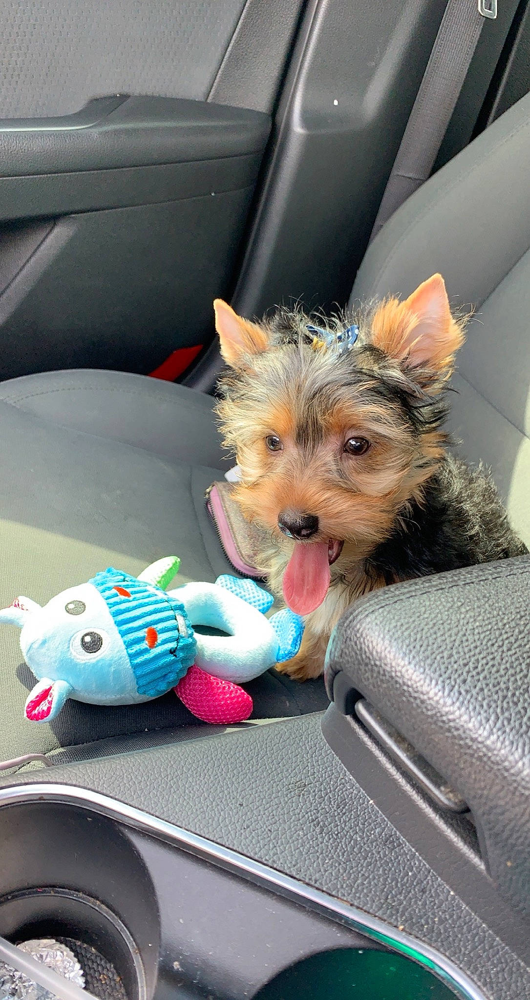Chip is registered to the contest to win money with this photo: australian_terrier, biewer_terrier, cairn_terrier, canidae, car_seat, carnivore, companion_dog, dog, dog_breed, mammal, norwich_terrier, puppy, rare_breed_dog, small_terrier, terrier, toy_dog, vertebrate, yorkipoo, yorkshire_terrier