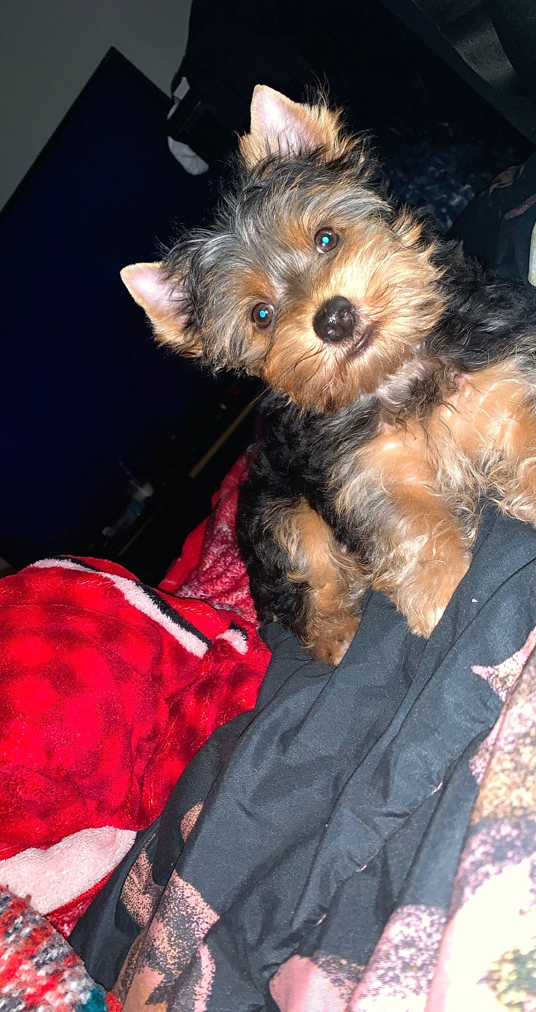 Chip is registered to the contest to win money with this photo: australian_silky_terrier, australian_terrier, cairn_terrier, canidae, carnivore, companion_dog, dog, dog_breed, maltepoo, mammal, morkie, norwich_terrier, puppy, rare_breed_dog, schnoodle, small_terrier, terrier, toy_dog, yorkipoo, yorkshire_terrier