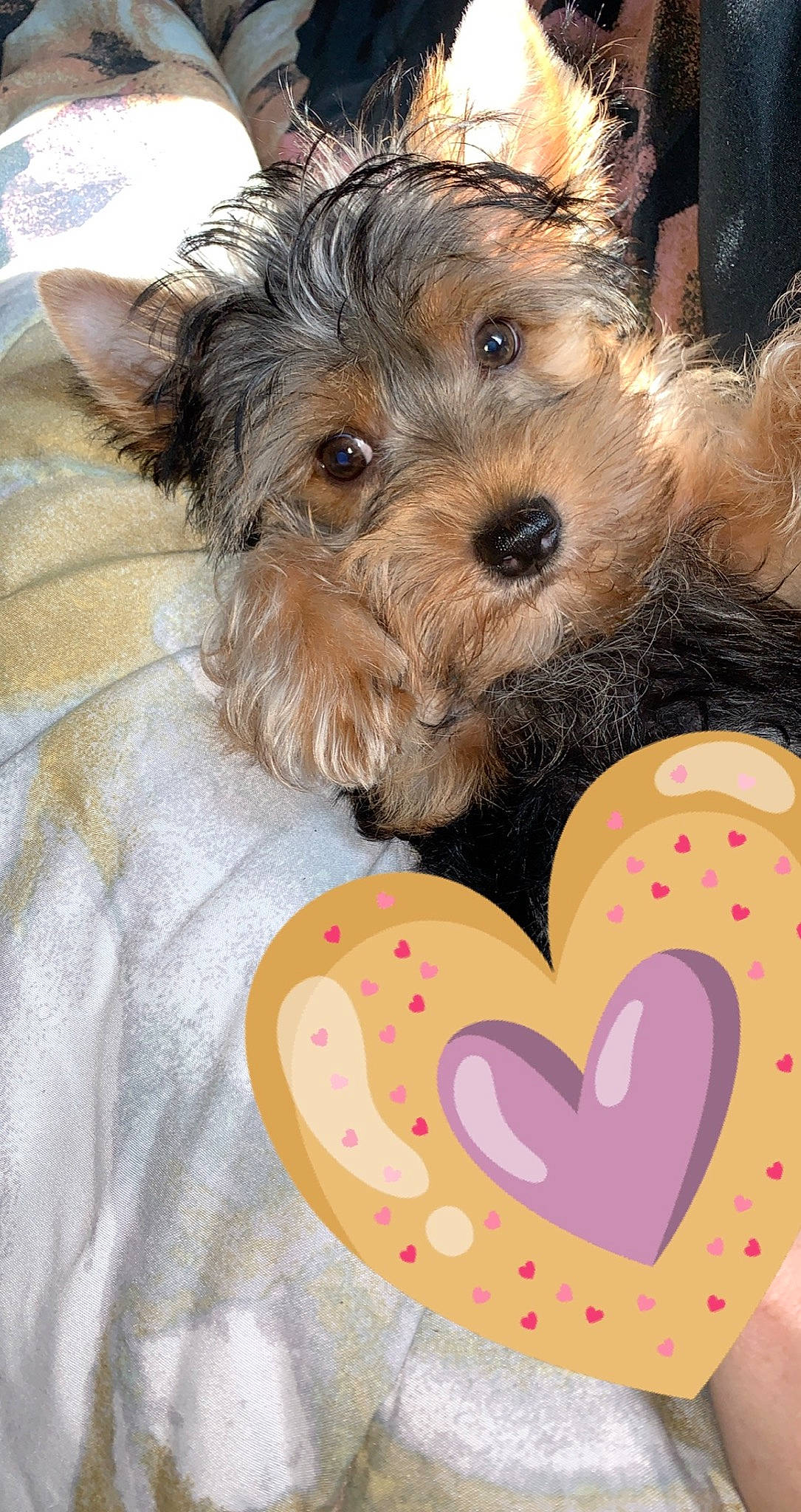 Chip is registered to the contest to win money with this photo: australian_silky_terrier, australian_terrier, biewer_terrier, canidae, carnivore, companion_dog, dog, dog_breed, maltepoo, mammal, morkie, puppy, puppy_love, rare_breed_dog, schnoodle, small_terrier, terrier, toy_dog, yorkipoo, yorkshire_terrier