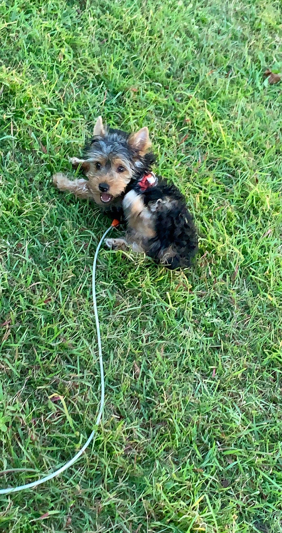 Chip is registered to the contest to win money with this photo: australian_silky_terrier, biewer_terrier, canidae, carnivore, companion_dog, dog, dog_breed, grass, mammal, morkie, puppy, small_terrier, sporting_group, terrier, toy_dog, vertebrate, welsh_terrier, yorkshire_terrier
