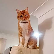 Tyr a rejoint le concours — aidez-le/la à gagner de superbes lots ! alert, animal, cat, close_up, collar, couch, curious, domestic_cat, fluffy, furniture, ginger_cat, indoor, light_source, perched, pet, portrait, shadow, soft_lighting, wall, white_fur