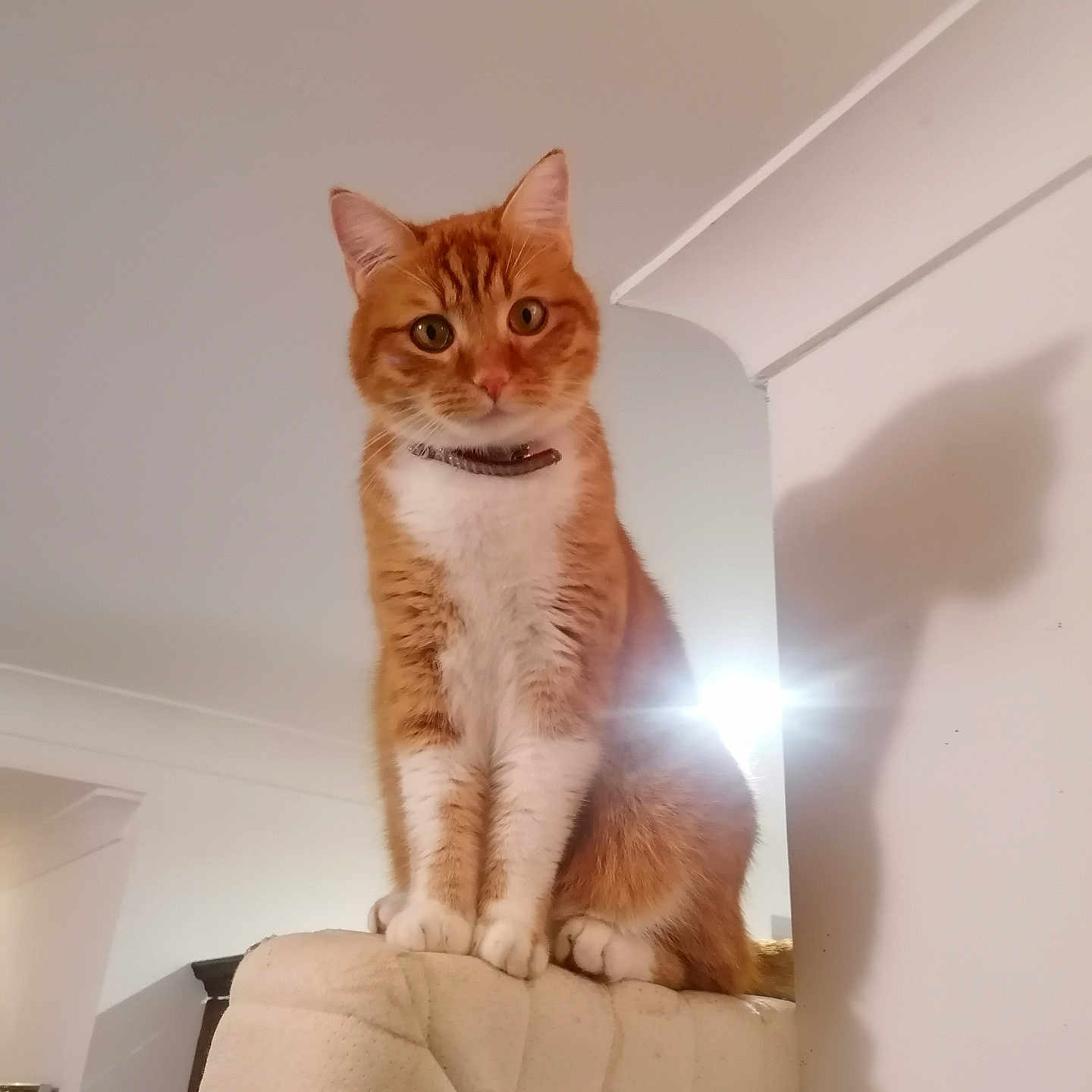 Tyr a rejoint le concours — aidez-le/la à gagner de superbes lots ! alert, animal, cat, close_up, collar, couch, curious, domestic_cat, fluffy, furniture, ginger_cat, indoor, light_source, perched, pet, portrait, shadow, soft_lighting, wall, white_fur