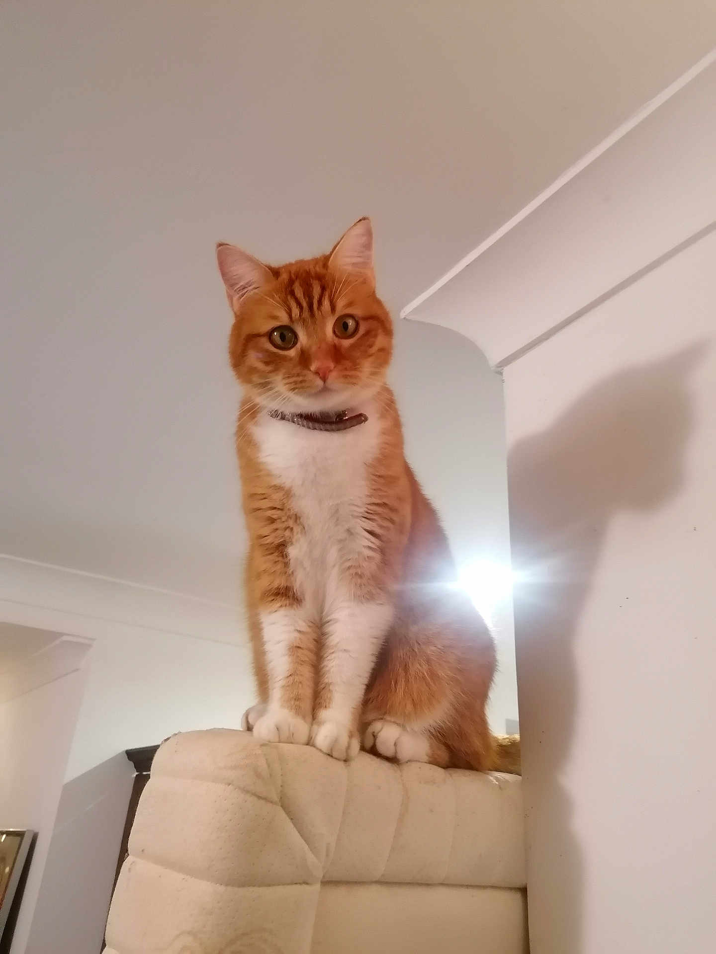 Tyr a rejoint le concours — aidez-le/la à gagner de superbes lots ! alert, animal, cat, close_up, collar, couch, curious, domestic_cat, fluffy, furniture, ginger_cat, indoor, light_source, perched, pet, portrait, shadow, soft_lighting, wall, white_fur