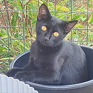 Suki a rejoint le concours — aidez-le/la à gagner de superbes lots ! alert, animal, black_cat, cat, close_up, container, feline, fence, garden, golden_eyes, greenery, leaves, lying_down, outdoor, pet, photograph, portrait, sitting, smartphone_screenshot, tub