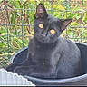 alert, animal, black_cat, cat, close_up, container, feline, fence, garden, golden_eyes, greenery, leaves, lying_down, outdoor, pet, photograph, portrait, sitting, smartphone_screenshot, tub