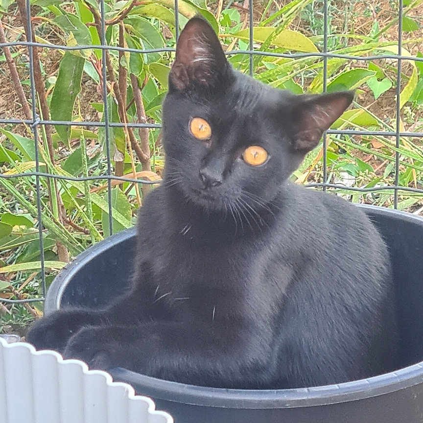 Suki