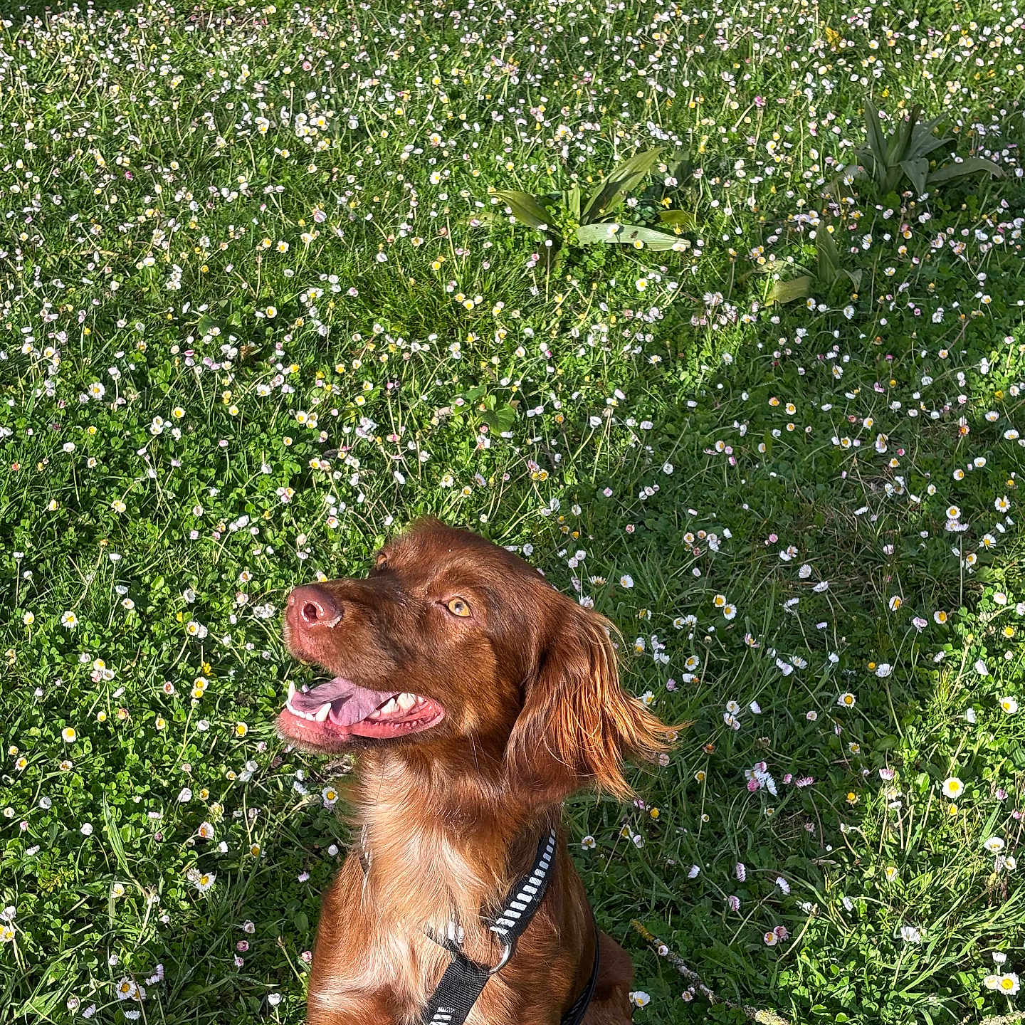 Veneta a rejoint le concours — aidez-le/la à gagner de superbes lots ! animal, brown_dog, canine, daylight, dog, field, flowers, grass, greenery, happy, harness, nature, outdoor, pet, playful, sitting, smiling, spring, sunlight, tongue_out
