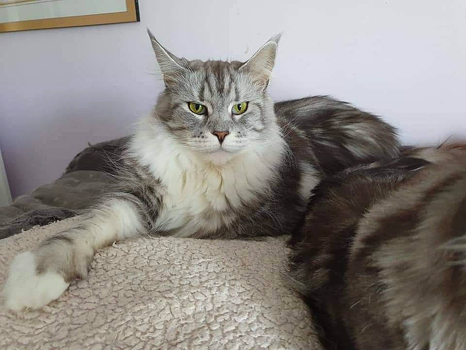 Lappy a rejoint le concours — aidez-le/la à gagner de superbes lots ! bed, carnivore, cat, cat_supply, claw, comfort, domestic_short_haired_cat, eye, felidae, fur, grey, paw, picture_frame, sitting, small_to_medium_sized_cats, snout, tail, terrestrial_animal, whiskers, window