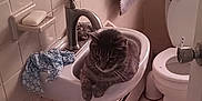 Looney is registered to the contest to win money with this photo: cat, tabby, sink, bathroom, toilet, soap, towel, plant, tile, door, faucet, indoor, animal, pet, relaxed, cozy, small_space, gray_cat, domestic_cat, resting