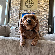 Penelope is registered to the contest to win money with this photo: canine, ceiling_fan, clock, collar, couch, dog, ears, eyes, fur, furniture, home, indoor, living_room, mammal, nose, paws, pet, relaxing, small_dog, stone_wall