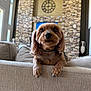 canine, ceiling_fan, clock, collar, couch, dog, ears, eyes, fur, furniture, home, indoor, living_room, mammal, nose, paws, pet, relaxing, small_dog, stone_wall