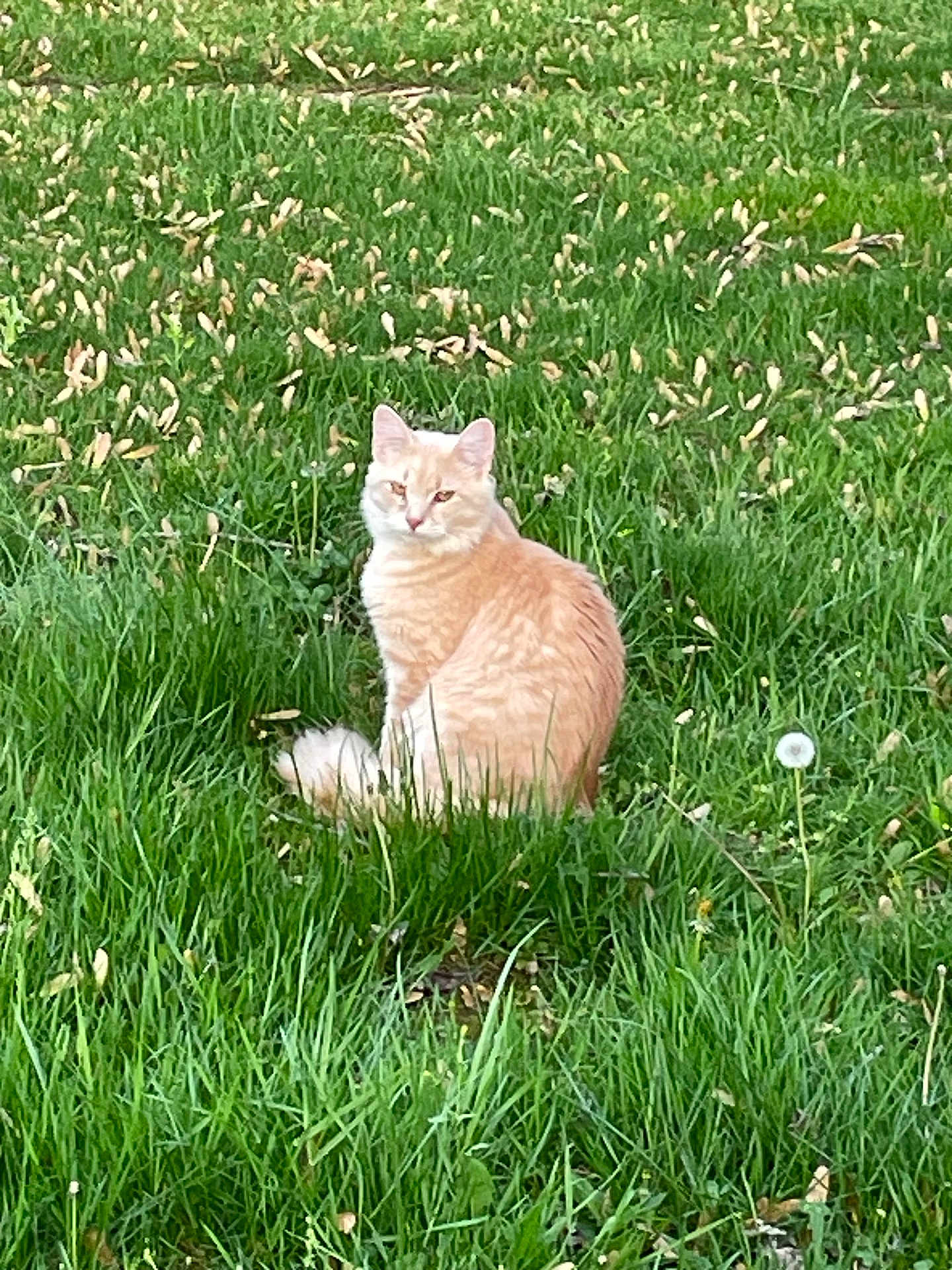 Beanie is registered to the contest to win money with this photo: cat, grass, outdoor, animal, nature, field, greenery, fur, pet, sitting, flora, wildlife, mammal, plant, leaf, daylight, cute, calm, eyes, whiskers