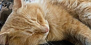 Beanie joined the competition — help win amazing prizes! cat, orange_cat, sleeping, close_up, fluffy, whiskers, fur, pet, domestic_animal, relaxed, cute, animal, mammal, cozy, resting, indoor, soft, peaceful, face, nose