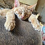 Beanie joined the competition — help win amazing prizes! cat, kitten, sleeping, orange_tabby, paw, feline, indoor, couch, furniture, relaxed, close_up, pet, cozy, home, domestic_animal, whiskers, nap, fur, cute, resting