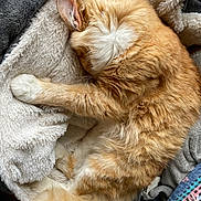 Beanie joined the competition — help win amazing prizes! cat, orange_cat, fluffy, sleeping, blanket, cozy, fur, paw, tail, indoor, pet, resting, cute, animal, soft, relaxing, domestic_cat, feline, comfort, warm