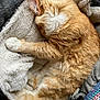 cat, orange_cat, fluffy, sleeping, blanket, cozy, fur, paw, tail, indoor, pet, resting, cute, animal, soft, relaxing, domestic_cat, feline, comfort, warm