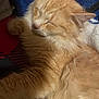 Beanie is registered to the contest to win money with this photo: cat, orange_tabby, sleeping, fluffy, paw, fur, pet, cozy, blanket, indoor, resting, closeup, animal, cute, whiskers, relaxed, feline, soft, comfort, nap