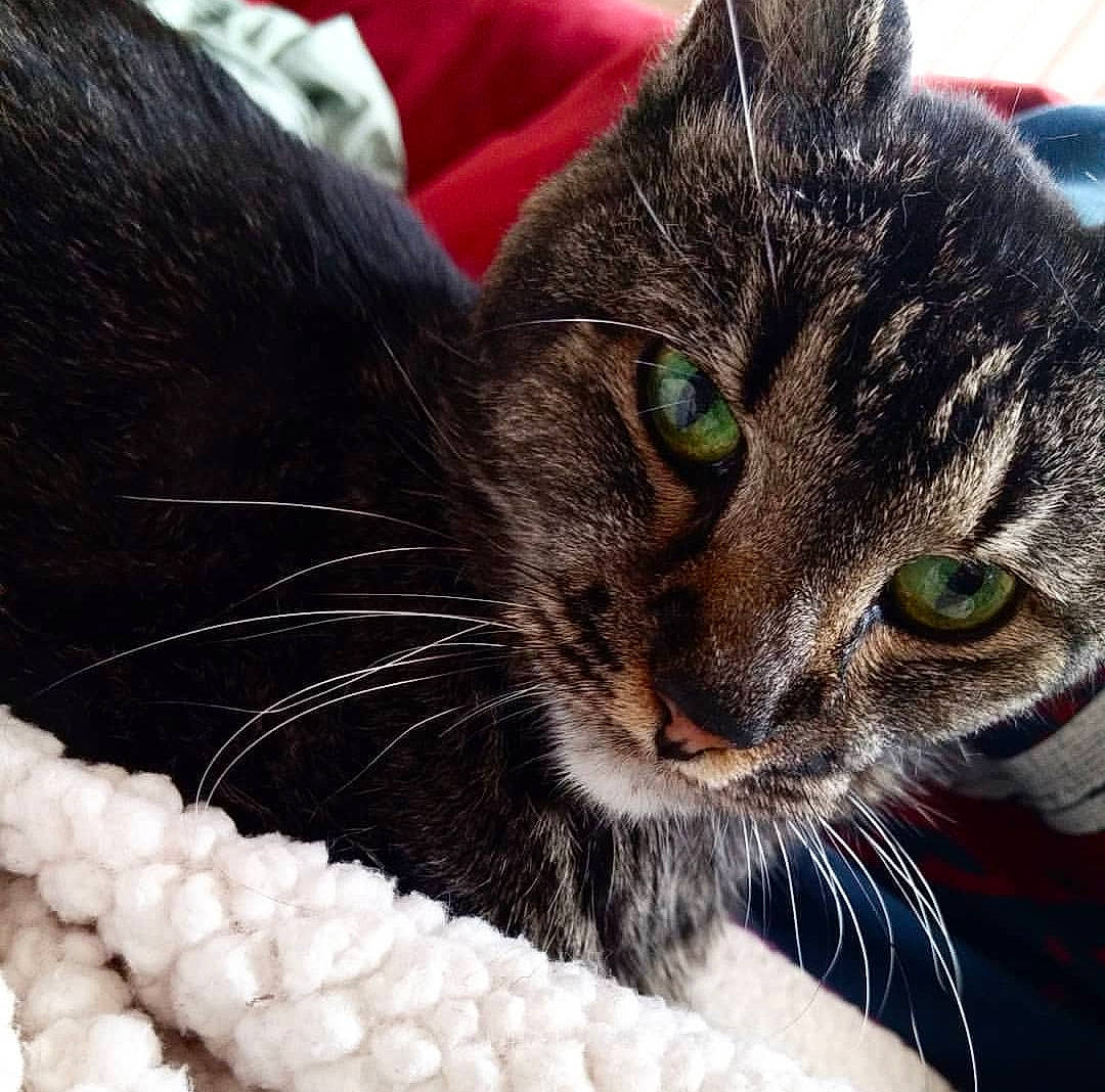 Nibbles joined the competition — help win amazing prizes! aegean_cat, american_curl, american_shorthair, american_wirehair, asian, carnivore, cat, claw, domestic_short_haired_cat, ear, european_shorthair, eye, felidae, fur, kitten, sky, small_to_medium_sized_cats, snout, tabby_cat, whiskers