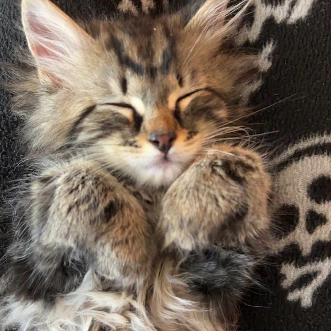 Franklin joined the competition — help win amazing prizes! abyssinian, animal, armchair, blanket, cat, chair, couch, cushion, face, furniture, head, homedecor, indoors, kitten, manx, person, pet, photography, portrait, sleeping