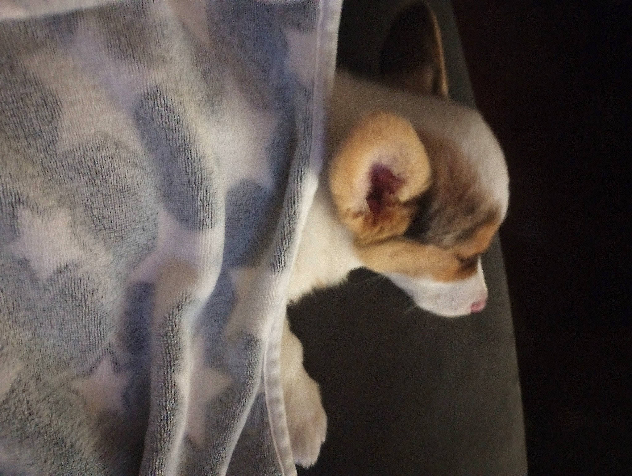 Henry joined the competition — help win amazing prizes! canidae, carnivore, cat, comfort, companion_dog, dog_breed, ear, fawn, felidae, fur, paw, siamese, small_to_medium_sized_cats, snout, sporting_group, tail, terrestrial_animal, toy_dog, whiskers, wood