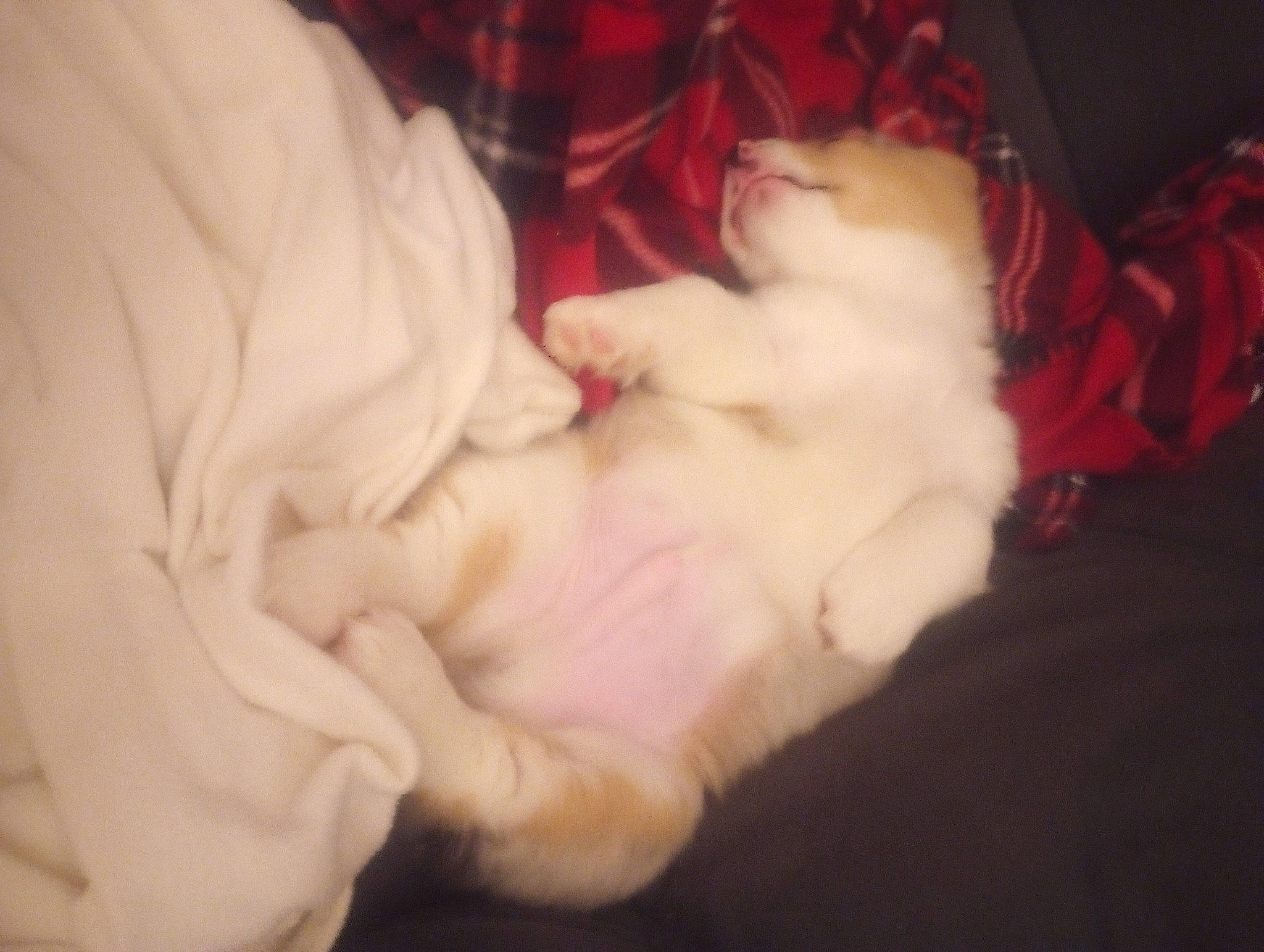 Henry is registered to the contest to win money with this photo: canidae, carnivore, cat, claw, comfort, companion_dog, dog_breed, ear, fawn, felidae, foot, fur, gesture, human_leg, lap, paw, small_to_medium_sized_cats, sporting_group, tail, whiskers