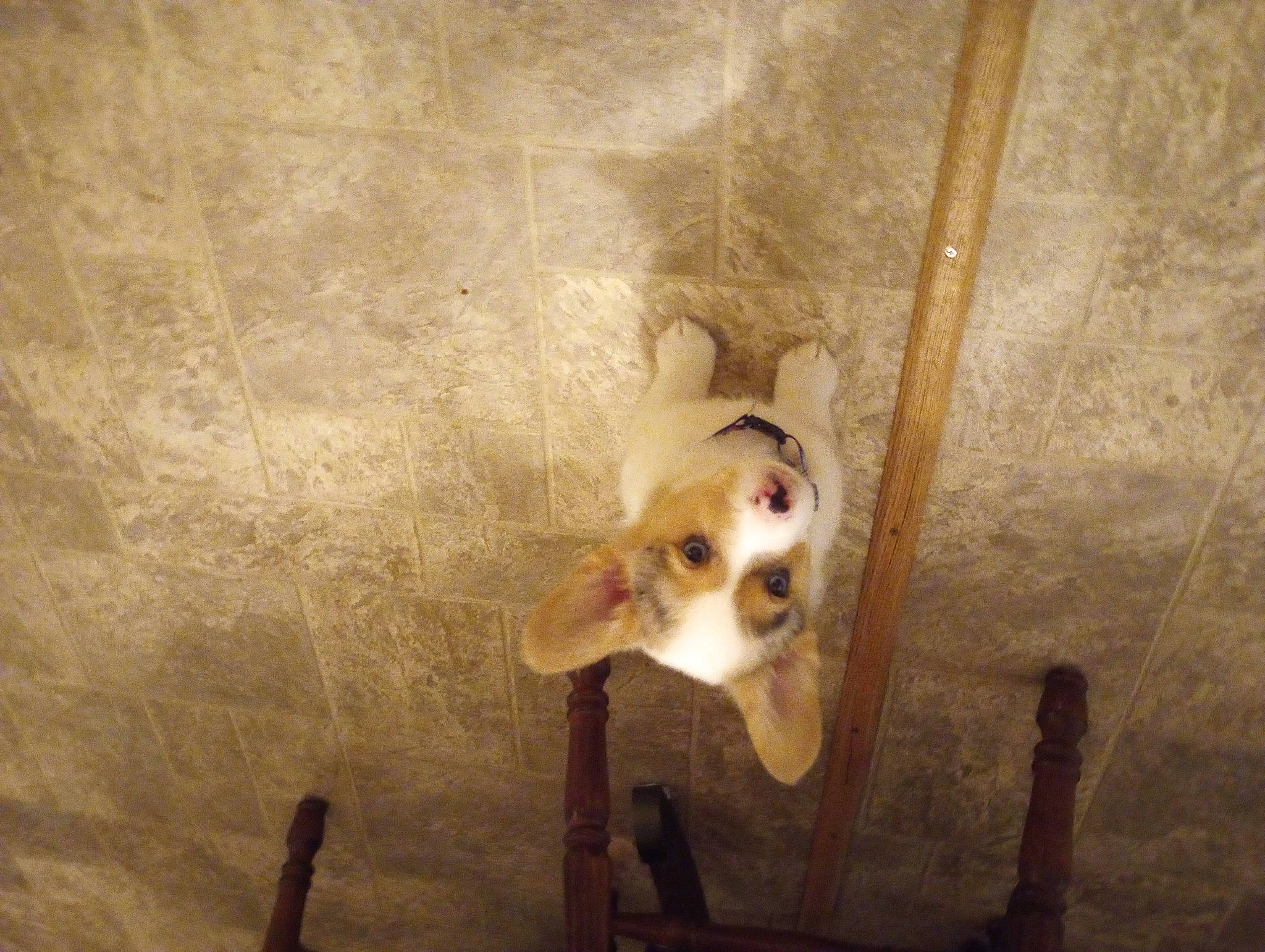 Henry is registered to the contest to win money with this photo: bone, canidae, carnivore, companion_dog, darkness, dog, dog_breed, fawn, felidae, flooring, fur, paw, shadow, sporting_group, tail, terrestrial_animal, tints_and_shades, whiskers, wood, working_animal