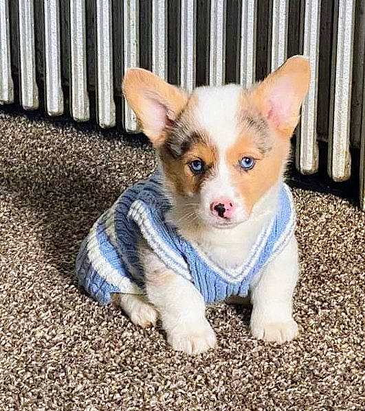 Henry is registered to the contest to win money with this photo: canidae, carnivore, companion_dog, corgi_chihuahua, dog, dog_breed, dog_supply, electric_blue, fawn, fence, fur, home_fencing, paw, plant, snout, sporting_group, terrestrial_animal, toy_dog, whiskers, working_animal