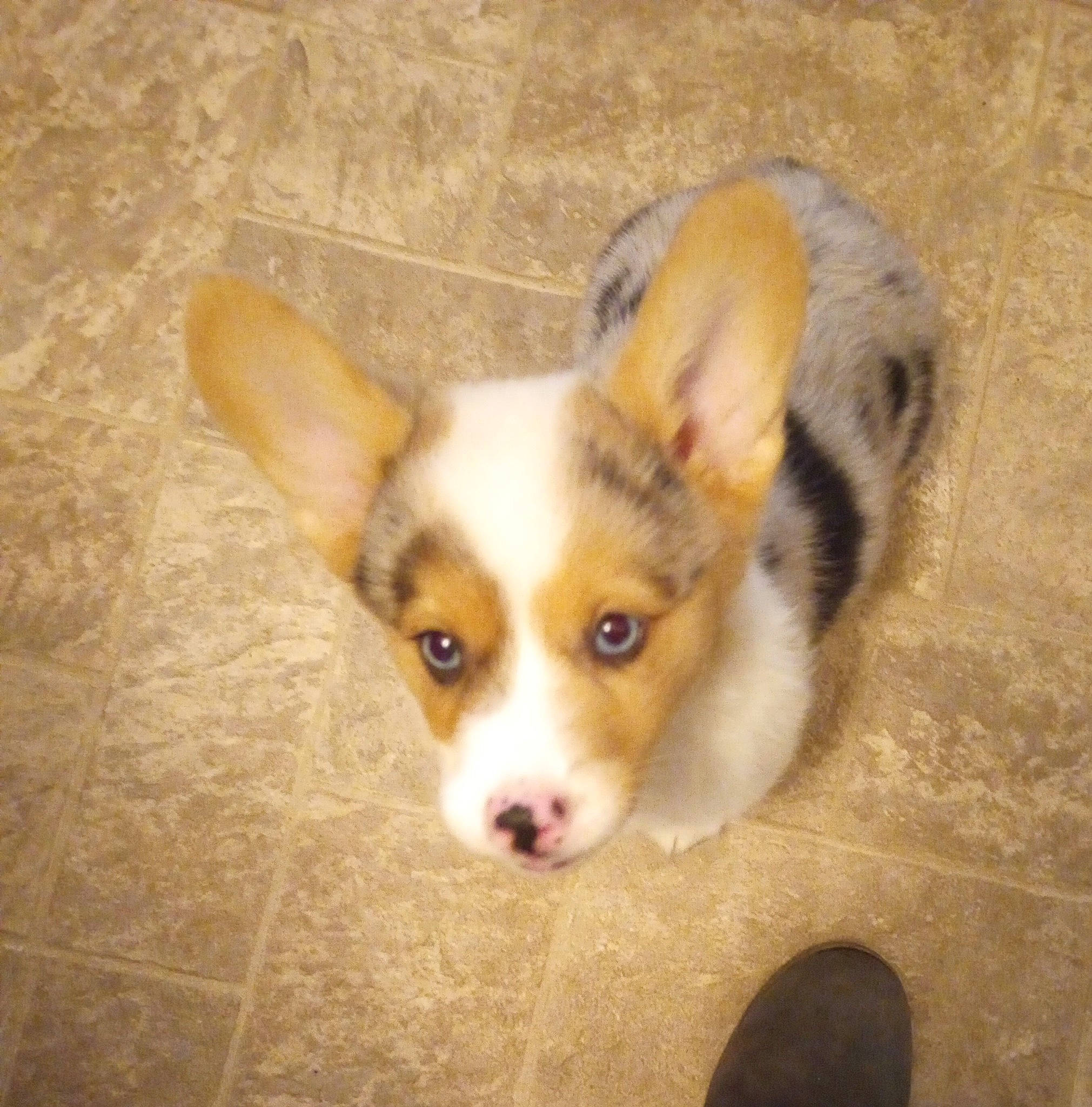 Henry joined the competition — help win amazing prizes! canidae, carnivore, comfort, companion_dog, corgi_chihuahua, dog, dog_breed, ear, eye, fawn, fur, paw, snout, sporting_group, tail, terrestrial_animal, toy_dog, whiskers, wood, working_animal