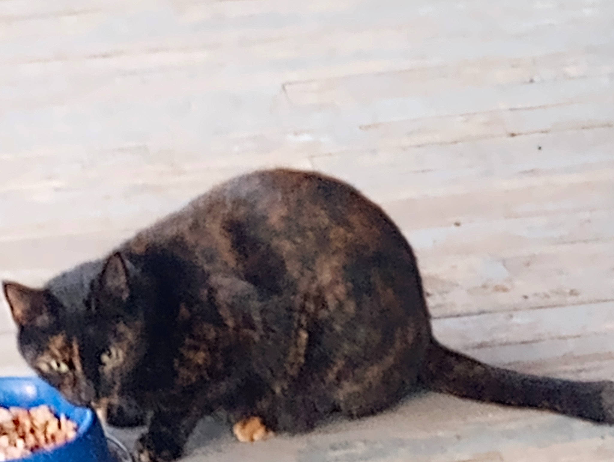 Snickers joined the competition — help win amazing prizes! balance, carnivore, cat, claw, domestic_short_haired_cat, felidae, fur, paw, small_to_medium_sized_cats, snout, tail, terrestrial_animal, whiskers