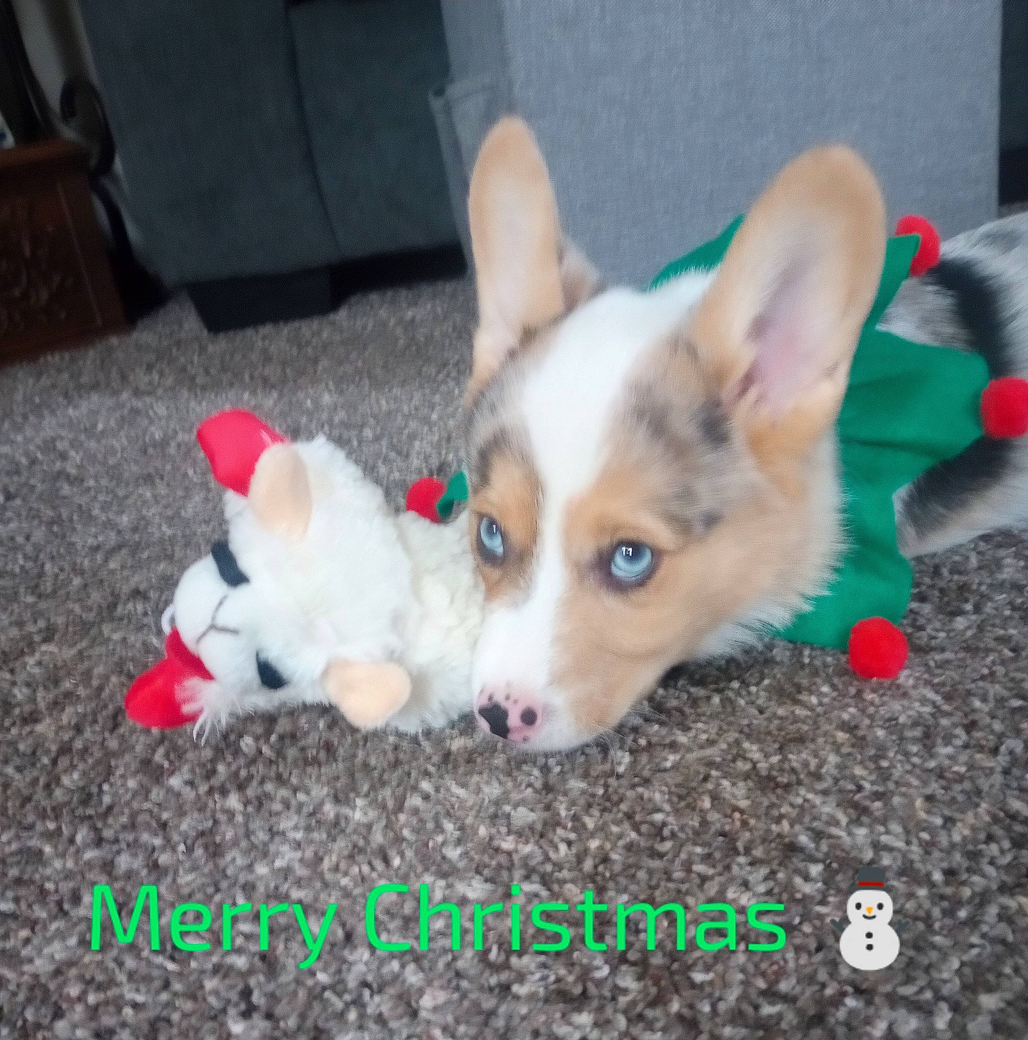 Henry is registered to the contest to win money with this photo: canidae, carnivore, companion_dog, dog, dog_breed, dog_supply, fawn, flooring, fur, non_sporting_group, photo_caption, sporting_group, tail, working_animal