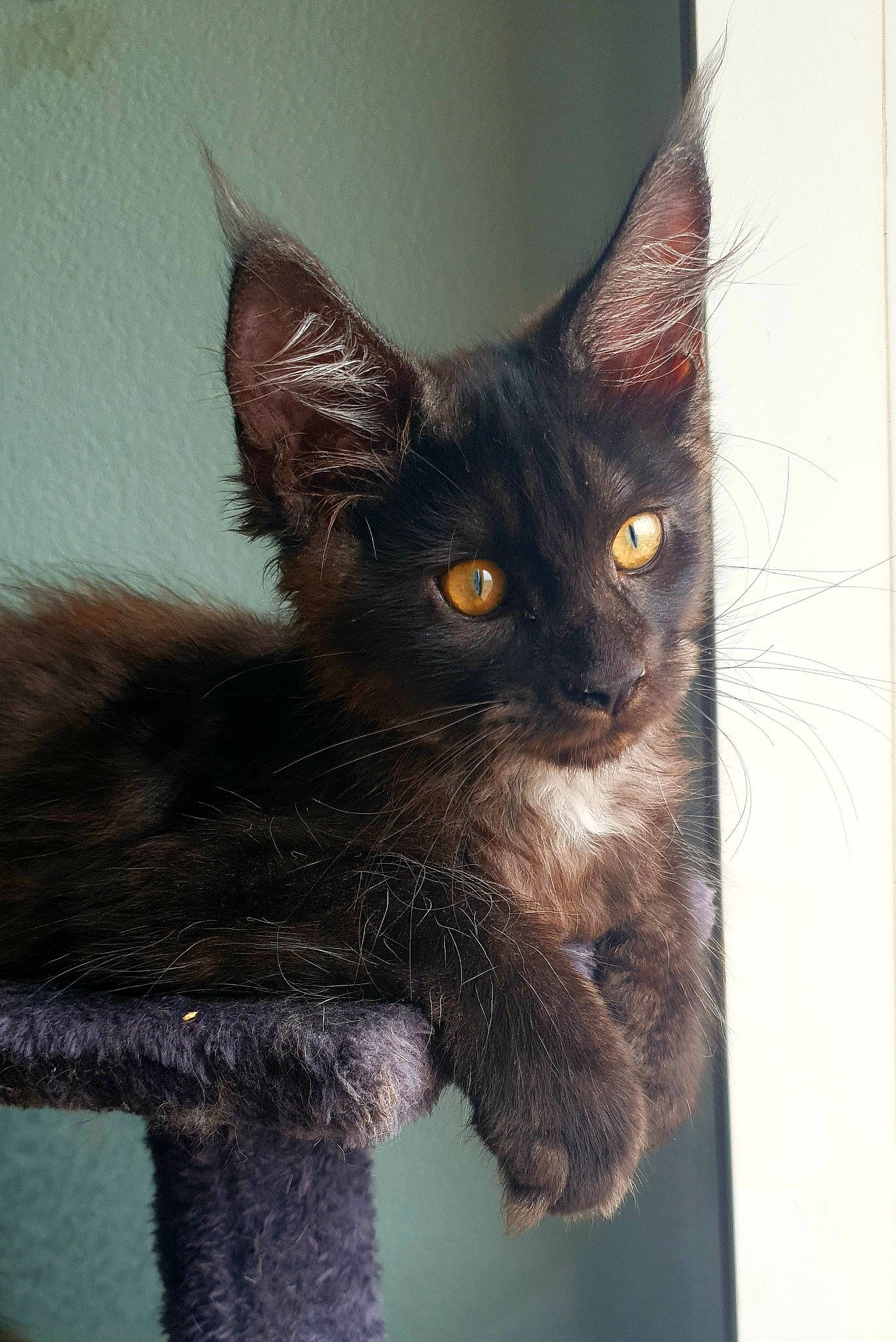 Thor-moon a rejoint le concours — aidez-le/la à gagner de superbes lots ! black_cat, carnivore, cat, claw, domestic_short_haired_cat, felidae, fur, grey, iris, small_to_medium_sized_cats, snout, tail, terrestrial_animal, whiskers