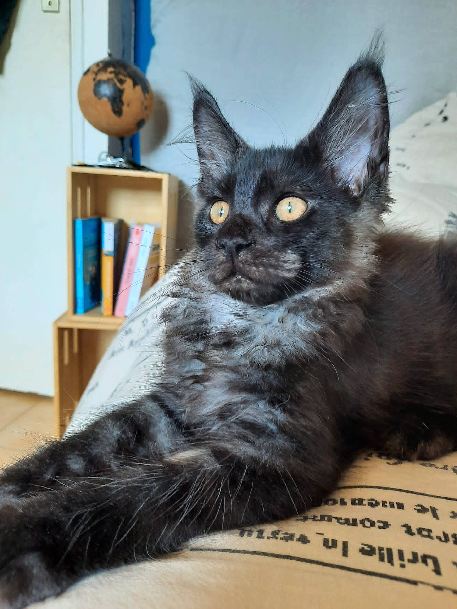 Thor-moon a rejoint le concours — aidez-le/la à gagner de superbes lots ! black_cat, blue, bookcase, carnivore, cat, cat_supply, claw, comfort, domestic_short_haired_cat, felidae, fur, grey, shelf, small_to_medium_sized_cats, snout, stuffed_toy, tail, terrestrial_animal, whiskers, window