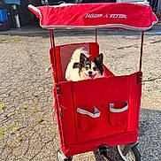 Lily-Ann is registered to the contest to win money with this photo: animal, black_and_white, canine, daytime, dog, driveway, garage, happy, outdoor, pet, radio_flyer, red, small_dog, smiling, sunlight, tongue_out, toy, vehicle, wagon, wheels