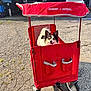 animal, black_and_white, canine, daytime, dog, driveway, garage, happy, outdoor, pet, radio_flyer, red, small_dog, smiling, sunlight, tongue_out, toy, vehicle, wagon, wheels