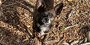 Syd is registered to the contest to win money with this photo: dog, small_dog, black_dog, white_chest, wood_chips, stones, outdoor, sunlight, curious, ears_perked, looking_up, pet, animal, canine, nature, ground_cover, daylight, playful, alert, companion