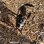 alert, animal, black_dog, canine, companion, curious, daylight, dog, ears_perked, ground_cover, looking_up, nature, outdoor, pet, playful, small_dog, stones, sunlight, white_chest, wood_chips