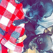 Syd is registered to the contest to win money with this photo: dog, small_dog, blanket, red_blanket, checkered_pattern, paw, foot, human, relaxed, sleepy, wooden_floor, fabric, cozy, resting, animal, pet, indoor, close_up, two_dogs, black_dog