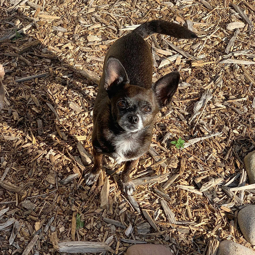Syd is registered to the contest to win money with this photo: animal, black, brown, curious, daylight, dog, ears, fur, ground, looking_up, nature, outdoor, pet, rocks, shadow, small_dog, sunlight, tail, white, wood_chips