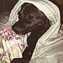 Syd joined the competition — help win amazing prizes! dog, black_dog, blanket, quilt, floral_pattern, pet, animal, cozy, indoor, portrait, resting, cute, fur, snug, side_view, small_dog, domestic_animal, warm, comfort, bedroom