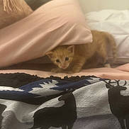 Todd joined the competition — help win amazing prizes! animal, bed, blanket, cozy, cute, domestic_animal, feline, indoor, kitten, orange_cat, pattern, pet, pillow, resting, silhouette, sleepy, small, soft_fabric, textile, young_animal