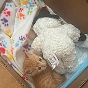 Todd is registered to the contest to win money with this photo: kitten, cat, orange_cat, stuffed_animal, lamb, cardboard_box, blanket, paw_print, soft_toy, pet, cute, small, furry, indoor, animal, young, resting, cozy, playful, curious