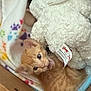 Todd joined the competition — help win amazing prizes! kitten, cat, orange_tabby, stuffed_animal, toy, blanket, paw_print, box, pet, cute, furry, indoor, cozy, animal, young, playful, whiskers, feline, resting, soft